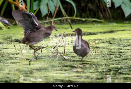 Melton Mowbray Leicestershire: August 24th 2016: UK records  hottest day temperature reached  33.9C, housands of our wildlife injured every year due to litter protect wildlife from harmful rubbish dispose of your rubbish responsibly. Credit: Clifford Norton/Alamy Live News Stock Photo