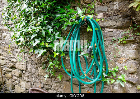 A coil of green hosepipe hanging on an old ivy covered wall Stock Photo