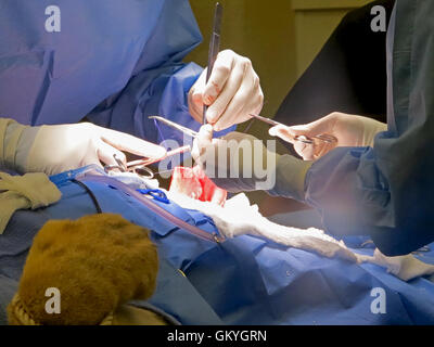 Tampa, Florida. May 3rd, 2015. The vets at Busch Gardens Tampa suturing the stomach of a lioness on May 3, 2015, Tampa, Florida Stock Photo