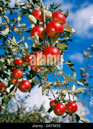 Ripe Merton Worcester apples hanging on a tree in a garden orchard near Caernarfon, Gwynedd, North Wales, UK Stock Photo