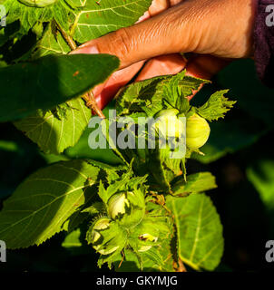 hazelnuts in ripening on a branch of the countryside Stock Photo