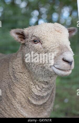 Close up of a fuzzy sheep. Stock Photo