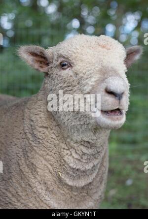 Close up of a fuzzy sheep. Stock Photo