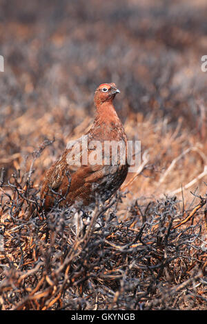 Male Red grouse in breeding plumage on a burnt patch of heather Stock Photo