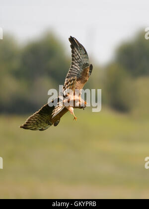 Juvenile Montagus harrier (Circus pygargus) hunting for a mouse at the meadow. Kaluga region, Russia Stock Photo