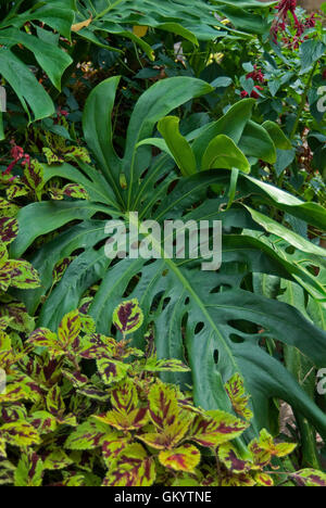 philodendron braune spitzen Philodendron melanochrysum variegata 