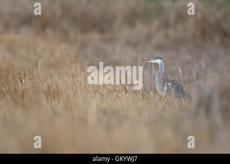 Grey Heron / Graureiher ( Ardea cinerea ) hunting on a harvested stubble field. Stock Photo