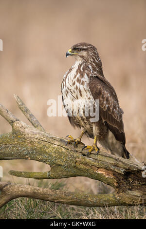 Common Buzzard (Buteo buteo) perching on a branch Stock Photo