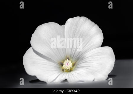 Lavatera trimestris, white, flower, beautiful Stock Photo