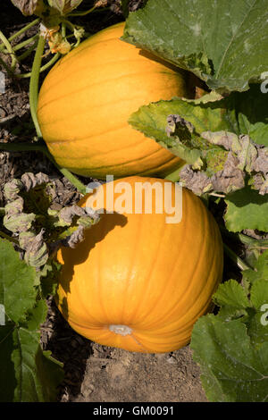 Pumpkins growing in a field in the UK Stock Photo
