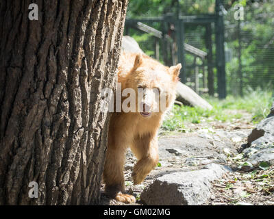 Manuka, a rescued female 'white' American black bear at the Calgary Zoo in Calgary, Alberta, Canada. Stock Photo