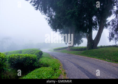 Winding road with tea plantation and fog at Cameron Highlands, Malaysia. Stock Photo