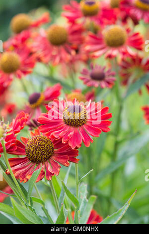 Helenium Autumnale 'Siesta'. Fall Helenium. Sneezeweed flowers. Dogtooth daisy 'Siesta' Stock Photo
