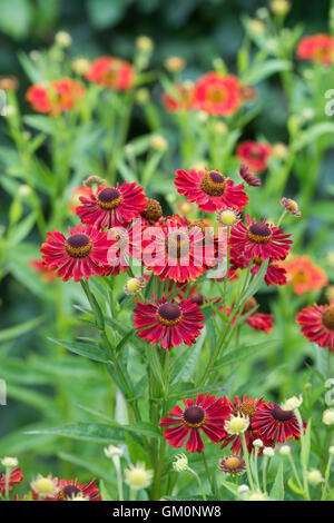 Helenium Autumnale 'Siesta'. Fall Helenium. Sneezeweed flowers. Dogtooth daisy 'Siesta' Stock Photo