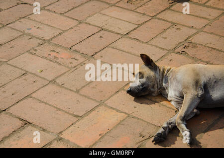 Stray Dog sleeping on ground Stock Photo