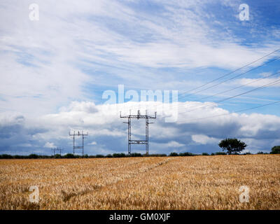 Power Lines Striding Across a Barley Field near Boroughbridge North Yorkshire England Stock Photo