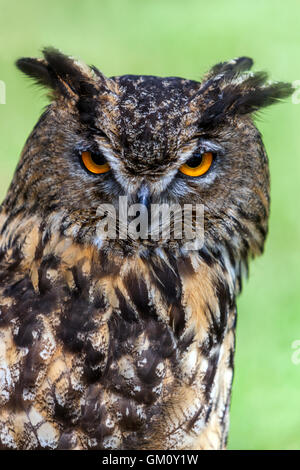 Eurasian eagle-owl, Bubo bubo Stock Photo