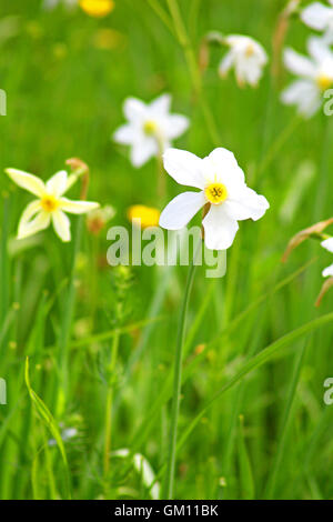 Narcissi in Khust, Ukraine - in may there are dandelions and narcissuses on Valley of Narcissi Stock Photo