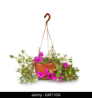 Moss Rose Portulaca grandiflora in pots to hang on white background. Stock Photo