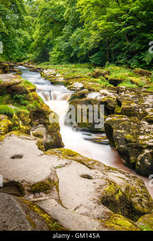 From Bolton Abbey a pleasant riverside walk leads upstream through woods to the Strid, a notorious stretch of the River Wharfe Stock Photo