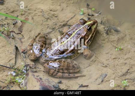 marsh frog pelophylax ridibunda in a puddle Stock Photo