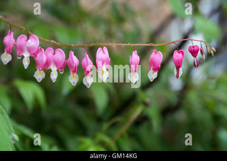 Close-up of wet Dicentra spectabilis flowers (or Lamprocapnos spectabilis, also known as bleeding heart or Asian bleeding-heart) Stock Photo