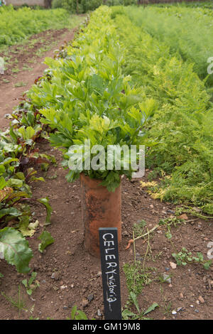 Row of Celery 'Victoria' (Apium graveolens) Growing out of Vintage Terracotta Tube on an Allotment in Somerset, England, UK Stock Photo