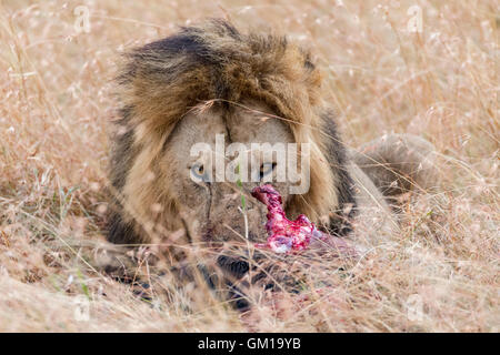 safari, kenya, nature, wildlife, wildebeest, africa, african, masai, mara, eating, dead, lion, cat, plains, wild, king, carcass, Stock Photo