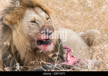 safari, kenya, nature, wildlife, wildebeest, africa, african, masai, mara, eating, dead, lion, cat, plains, wild, king, carcass, Stock Photo
