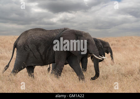 elephant, african, africa, wildlife, nature, animal, mammal, safari, wild, trunk, large, big, national, tusks, grass, park,ivory Stock Photo