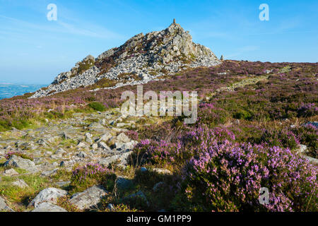 Purple heather on the Stiperstones, looking to Manstone Rock, Shropshire, England, UK. Stock Photo