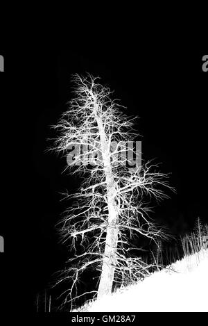 Black and white cutout of a dead tree in Yellowstone National Park Stock Photo