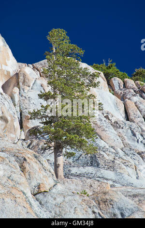 Lone tree growing out of a rock face on Benson Lake Loop trail. Stock Photo