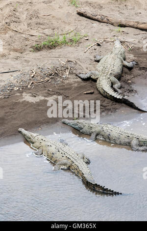 American Crocodiles ( Crocodylus acutus ), on the banks of the Tarcoles River, Costa Rica, Central America Stock Photo