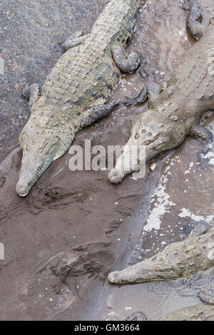 American Crocodiles ( Crocodylus acutus ), on the Tarcoles River, Costa Rica, Central America Stock Photo