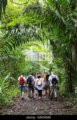 Costa Rica rainforest: People walking in the rainforest on a guided tour, Monteverde, Costa Rica, Central America Stock Photo