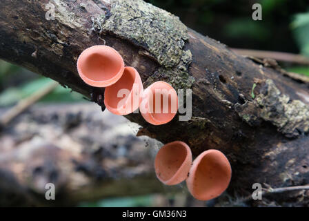 red cup fungus ( Cookeina Sulcipes ), growing on a rotten tree trunk in the rainforest, Costa Rica, Central America Stock Photo