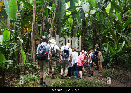 Tourists on a guided tour in the Costa Rica rainforest, Parque Carara ( Carara National Park ), Costa Rica, Central America Stock Photo