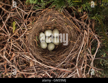 Eurasian or European Jay, Garrulus glandarius, nest with seven eggs, London, British Isles Stock Photo