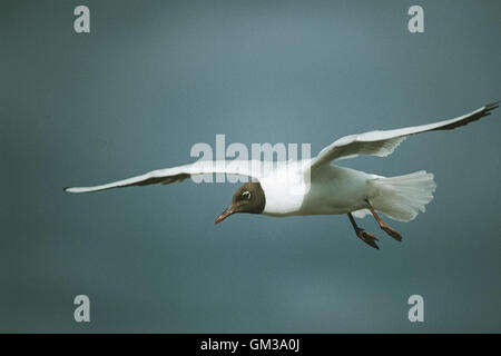 Black-headed Gull (Chroicocephalus ribibundus) in flight with summer plumage, Seahouses, Northumberland, United Kingdom Stock Photo