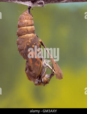 Painted Lady butterfly, (Vanessa cardui), emerging from chrysalid, London, United Kingdom (captive) Stock Photo