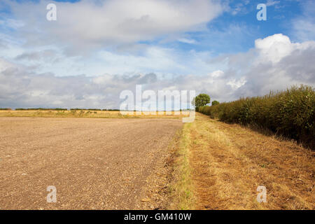 A hawthorn hedgerow and dry grassy headland by a cultivated field on the Yorkshire wolds in summertime. Stock Photo