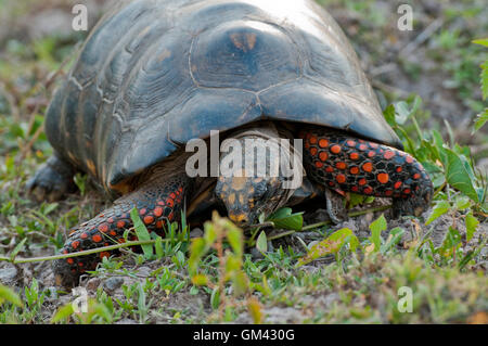 Red-legged tortoise (Chelonoidis carbonaria) in The Pantanal in Brazil Stock Photo