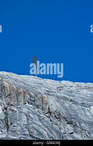 Lone tree on top of rock ridge in Yosemite Wilderness. Stock Photo