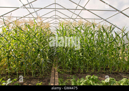 vegetableTunnel, growing corn 'Zea mays' family farming. Stock Photo