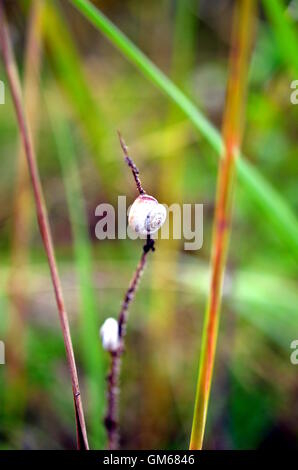 small snail sitting on the leaf of the green lettuce Stock Photo