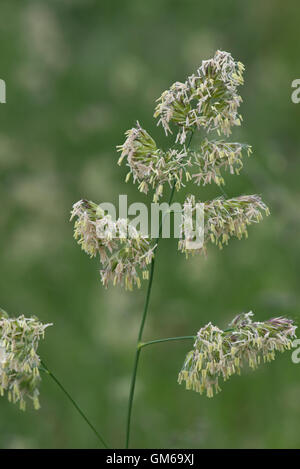 Cocksfoot, Dactylis glomerata, flowering spike with pollen bearing anthers fully developed, June Stock Photo