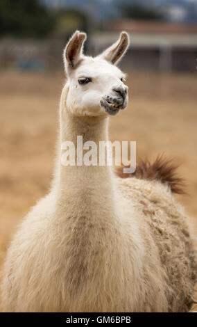 Domestic Llama front view Stock Photo