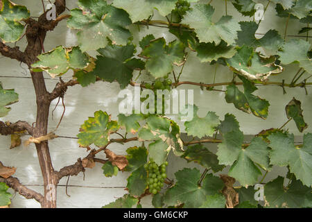 Bunches of Grapes (Vitis vinifera) Growing on a Vine against a White Painted Wall in a Greenhouse in Somerset, England, UK Stock Photo