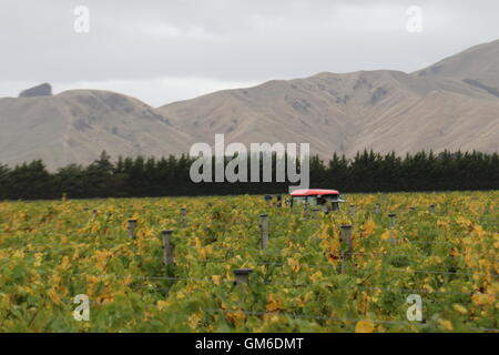 Tractor in a vineyard at Escarpment Vineyard, Martinborough, New Zealand Stock Photo